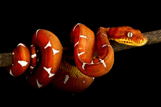 Amazon Basin emerald tree boa (Corallus batesii) juvenile