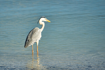 Brown heron bird near the beach, Mahe Seychelles