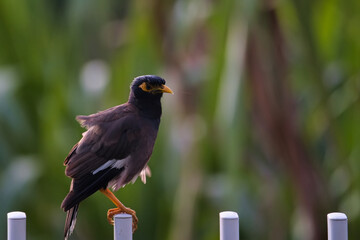common myna or Indian myna bird on white fence, Mahe Seychelles