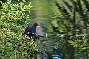 Moreng or moorhen bird near mangrove, Mahe Seychelles 3