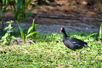 Moreng or moorhen bird near mangrove, Mahe Seychelles 5