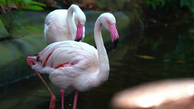 Close up shot of exotic greater flamingo, phoenicopterus roseus with pink bill and restricted black tip, standing with one leg in the water pond at langkawi wildlife park.