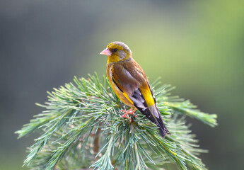gold finch perching on pine tree branch