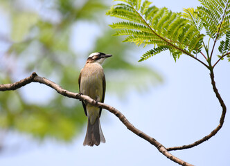 light vented bulbul perching on tree branch