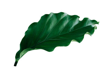 Plant leaves Green nature Tropical forest isolated on transparent background - png	