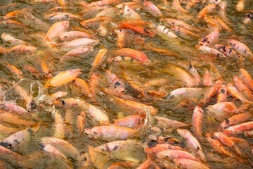 Obraz na płótnie Canvas Lots of koi fish in the pond