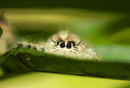 Super macro image of Jumping spider (Salticidae, Hyllus diardi female), at high magnification, Good sharpen and detailed, eye and face very clear.This wildlife insect from asia thailand.
