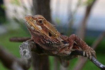 The action of Pogona, Pogona vitticeps is a lizard species which are often known by the common name bearded dragons