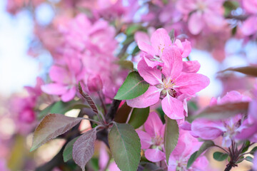 Pink almond flower on blurred background