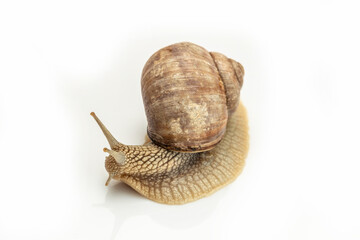 big snail on white background. Helix pomatia, Burgundy, Roman, escargot