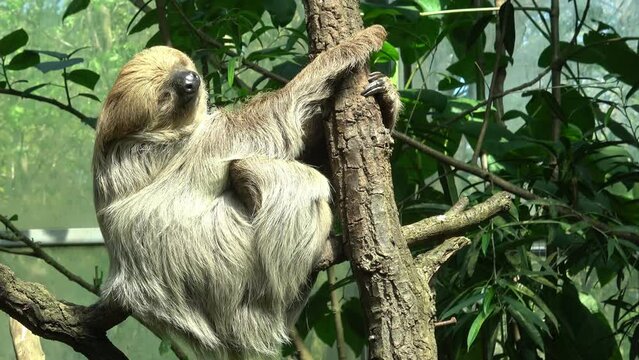 Shot of an a adult two-toed sleeping sloth Choloepus didactylus