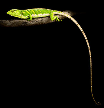 Monkey lizard (polychrus marmoratus)