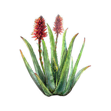 recommend clip art: Watercolor botanical drawing of aloe vera plant with stems, leaves, flowers, blossoms on white background. Realistic detailed picture for illustration, stickers, cards, scrapbooking