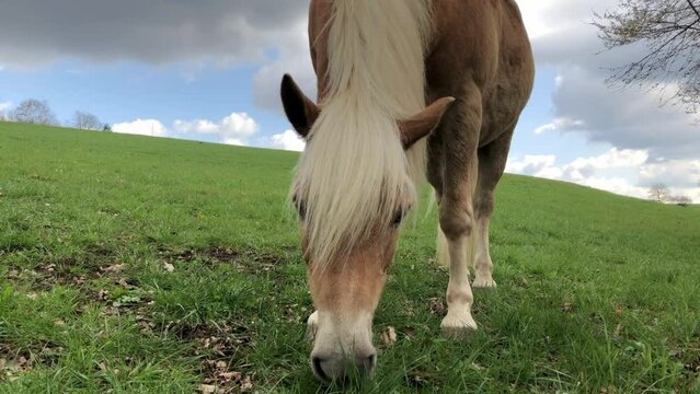 Grazing chestnut brown Haflinger horse with white mane on a pasture eating grass
