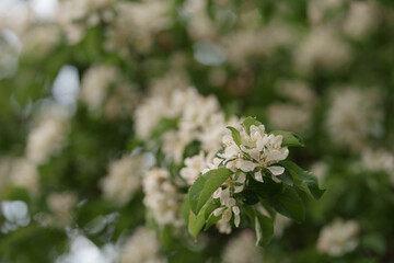 Apple tree blossom with white flowers