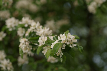 Apple tree blossom with white flowers