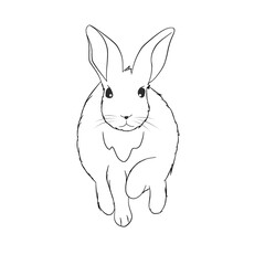 White rabbit jumping in