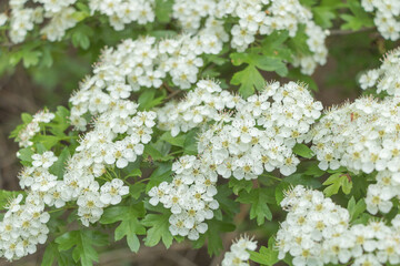 White flowers of hawthorn Crataegus monogyna close up