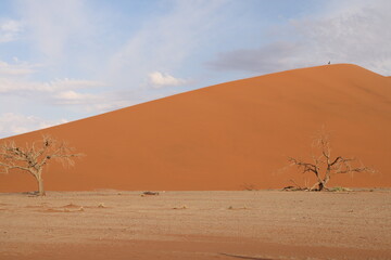 Fototapeta na wymiar 【ナミビア】ナミブ砂漠 - Dune 45