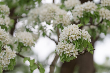 Apple tree blossom with white flowers