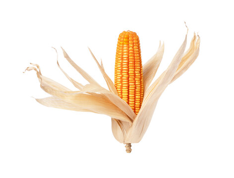 Dry corn cob isolated on white background with clipping path.