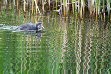 Baby/juvenile coot chick swimming on the open water at Lakenheath Fen nature reserve in Suffolk, UK