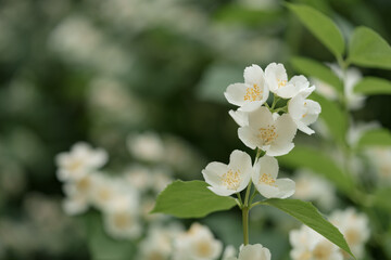 Closeup of jasmine flowers on a bush in a garden