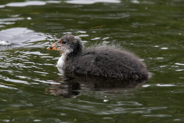 Baby/juvenile coot chick swimming on the open water at Lakenheath Fen nature reserve in Suffolk, UK