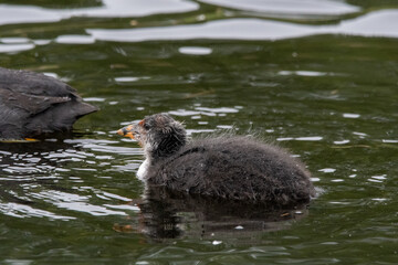 Baby/juvenile coot chick swimming on the open water at Lakenheath Fen nature reserve in Suffolk, UK