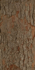 closeup of tree bark cracked and old