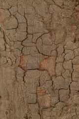 closeup of tree bark cracked and old