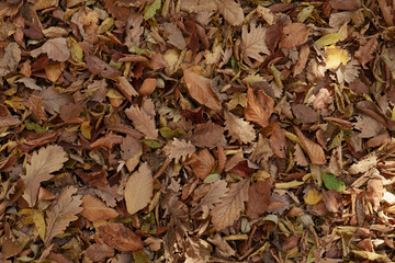 Autumn leaves on the ground background top view