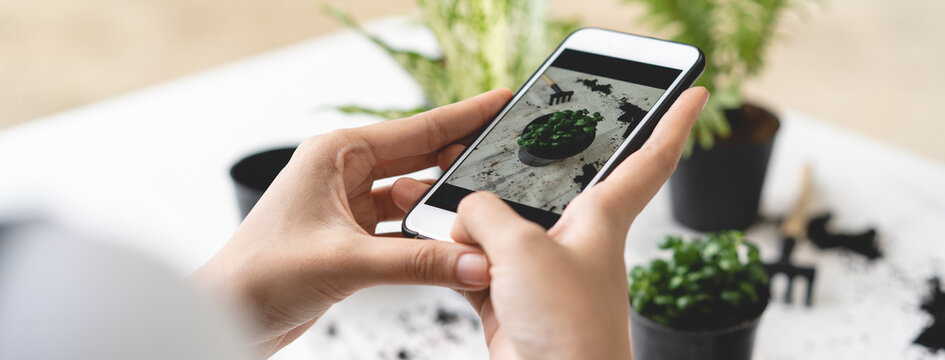 Close-up view hands using mobile phone taking a photo her houseplant as hobby