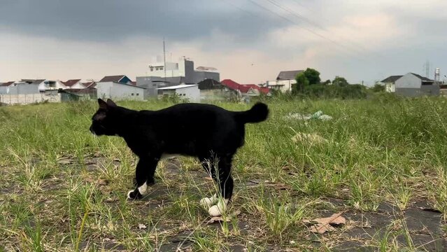 black cat walking on green grass