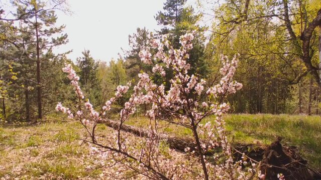 Cherry blossom in the forest