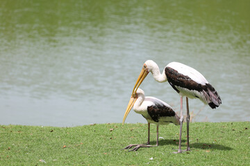 The Painted Stork bird (Mycteria leucocephala) in garden