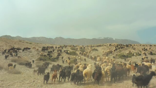 Tracking view from above in mountains of Central Asia to large herd of goats, sheep and rams are moving towards a winding road on which travelers in cars stopped. Road trip mountains.