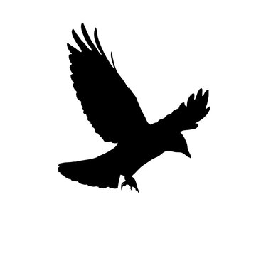 vector silhouette of a crow flying in the sky