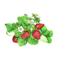 Strawberry bush with white flowers, green leaves and red juicy strawberries. Watercolor illustration isolated on transparent background. Fruit print. For postcards, packages, postcards, logo, desserts