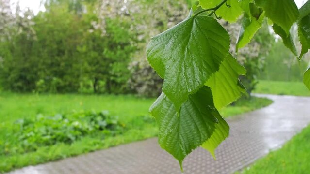 Video of raindrops falling on the green leaves of a tree. It's raining in the park