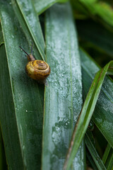 Snail in green summer grass
