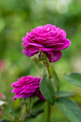 親子のような薔薇