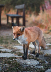 Naklejka na ściany i meble Friendly Red Fox in the bulgarian mountains