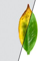 Leaf diseases and healthy plant before and after treatment.  Zamioculcas рouseplant  dry leaves and other problems. Fungus and insects on a plant comparing with healthy green leaf, fertilization 