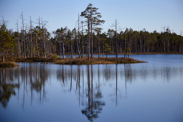 Spring forest reflecting in a calm water of a lake, selective focus