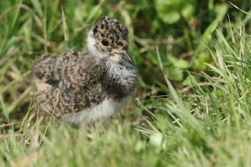 A cute Lapwing chick, Vanellus vanellus, hunting for food in marshland.