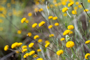Close-up yellow daisies flowers in the field.