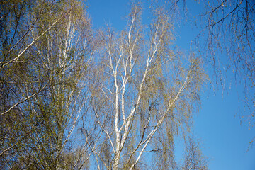 Young leaves on birch on a spring day with blue sky on background, selective focus