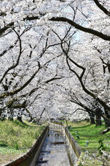 Fototapeta premium 新江の桜（新潟県）