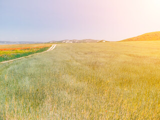 Fototapeta premium Aerial view on green wheat field in countryside. Field of wheat blowing in the wind like green sea. Young and green Spikelets. Ears of barley crop in nature. Agronomy, industry and food production.